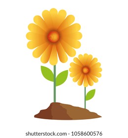 beautiful sunflower cultivated colorful