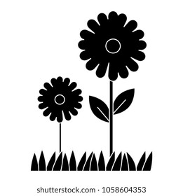 beautiful sunflower cultivated icon