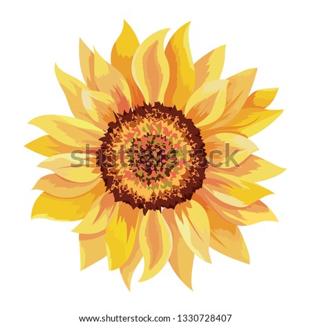 beautiful sunflower drawing