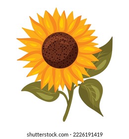 Beautiful sunflower with green leaves and stem. Vector illustration isolated on white background. Cartoon style