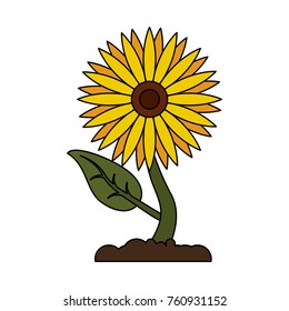 Beautiful sunflower isolated
