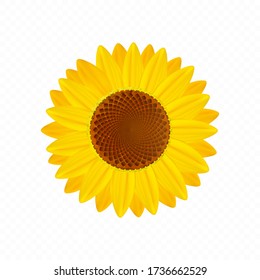 Beautiful sunflower isolated on transparent background. Premium vector.