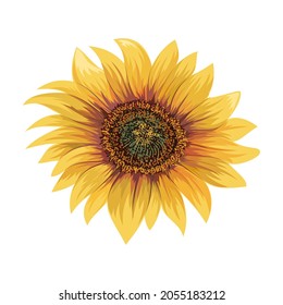 Beautiful sunflower isolated on white background.