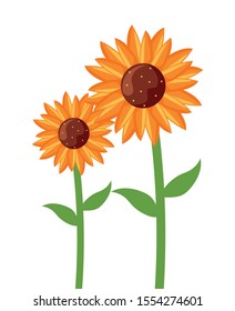 beautiful sunflower on white background vector illustration design