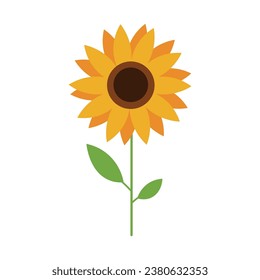 Beautiful sunflower on white background