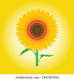 Beautiful Sunflower vector Art design
