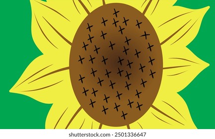 Beautiful sunflower, vector illustration sunflower