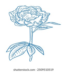 Beautiful sunflower vector line art