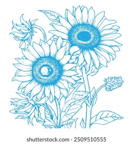 Beautiful sunflower vector line art
