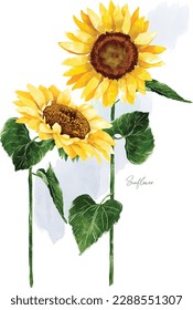 beautiful sunflower water color  vector