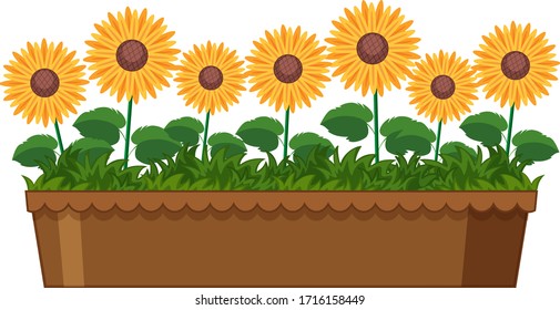 Beautiful sunflowers in clay pot on white background illustration