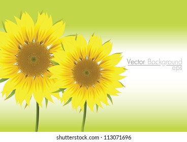 beautiful sunflowers eps10