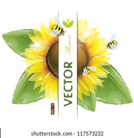 Beautiful sunflowers and green leaves, vector illustration, eps-10