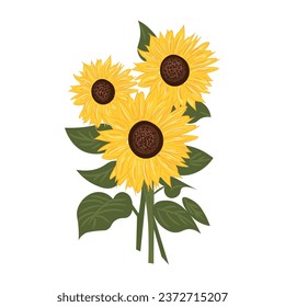 Beautiful sunflowers on white background