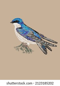 Beautiful swallow, martlet drawn by hand in vector and isolated on a vintage craft background. Authentic imitation of a color pencil sketch in a realistic style, a page from a bird-watching sketchbook