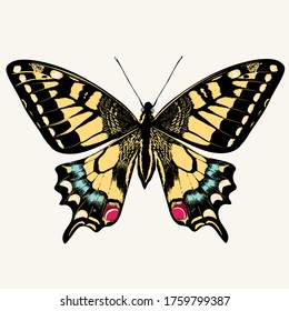 Beautiful swallowtail butterfly vector illustration isolated on white 