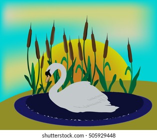 beautiful Swan swimming in a pond