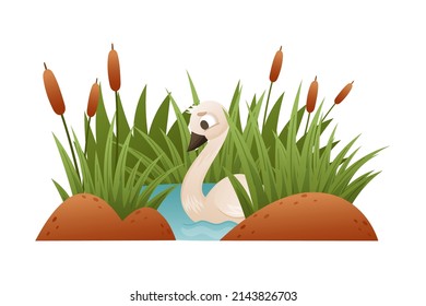 Beautiful swan swimming in the pond. Ugly duckling fairy tale cartoon vector illustration