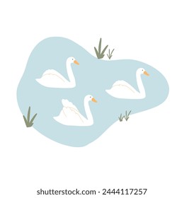 Beautiful swans swim on the lake. Vector illustration of swans on a pond. Hand drawn illustration in flat style.