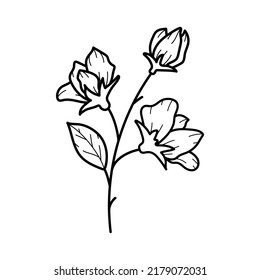 Beautiful sweet pea flower with leaves, line art plant branch. Garden summer blossom. Vector botanical illustration in black outline isolated on white background