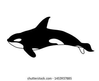 Beautiful swimming orca vector illustration. Hand drawn killer whale, great for print or logo.