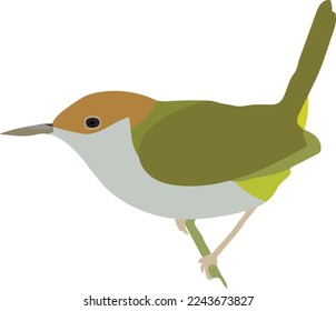 Beautiful Tailor-bird Avatar Vector Art