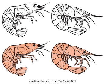 Beautiful tasty coloring book design with black and white version of shrimp seafood. Hand drawn vector sketch illustration in doodle engraved vintage line art style. Tasty delicious ready to eat