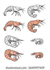 Beautiful tasty coloring book design with black and white version of shrimp seafood. Hand drawn vector sketch illustration in doodle engraved vintage line art style. Tasty delicious ready to eat
