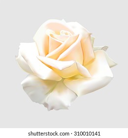 Beautiful Tea Rose Isolated On Gray Background. Photo realistic vector illustration.