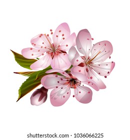 Beautiful tender cherry flowers. Spring pink sakura blossoms isolated on white background. Vector illustration