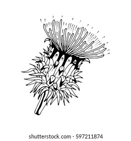 beautiful  thistle isolated. Hand-drawn spring Cárduus flower.Coloring book page. design greeting card and invitation of the wedding, birthday, Valentine's Day, spring day, mother's day