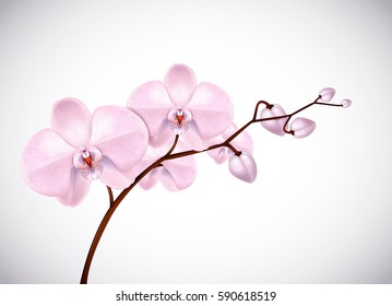 Beautiful three day old pink Orchids flowers in branch isolated on background. Orchid flower closeup.