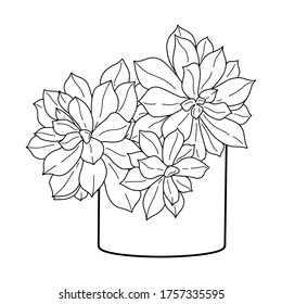 Beautiful three succulents in a cylindrical pot on a white background. Black and white vector illustration of succulent echeveria. Isolated object for printing, coloring books, cards.

