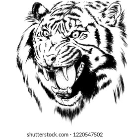 Beautiful tiger with open mouth and fangs. Wild animal, predator. Vector illustration for greeting card or poster, print on clothes. Hand drawing.
