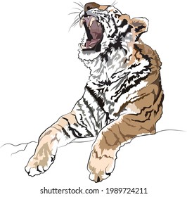 Beautiful tiger is talking rest, Vector line art illustration of a big cat, Wild predator sitting on the rock