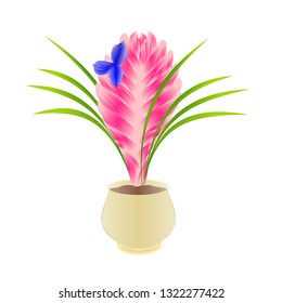 Beautiful tillandsia cyanea tropical flowers in pot isolated on white background vintage vector illustration editable hand draw