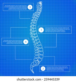 Beautiful timeline infographic medic spine human on the blueprint background. Clean and elegant style