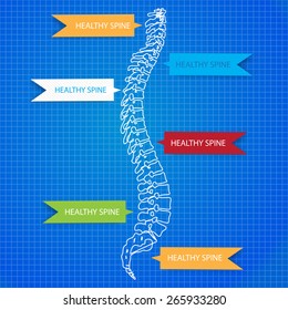 Beautiful timeline infographic medic spine human on the blueprint background