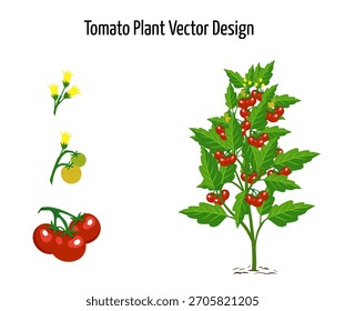 Beautiful Tomato Plant Vector Design, Cartoon Tomato Plant Illustration, Tomato Vegetable, Red,Green Plant, Vector illustration