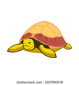 A beautiful tortoise, a tortoise shell. Turtle isolated on white background. Vector illustration