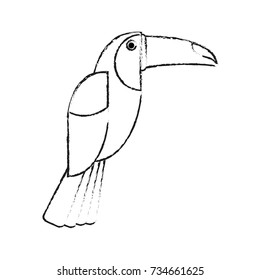 Beautiful toucan bird