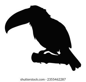 Beautiful toucan bird isolated on white background.