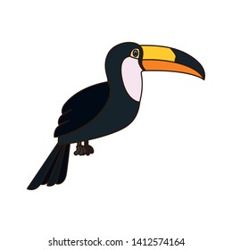 beautiful toucan on white background