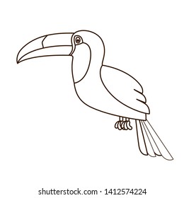 beautiful toucan on white background
