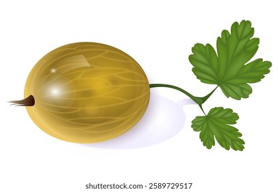 Beautiful translucent yellow gooseberry
 on white background with leaf