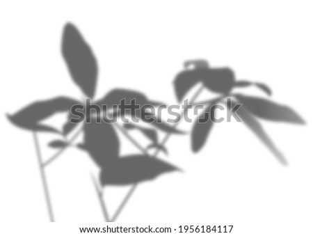 Beautiful transparent shadow overlay from twigs and leaves