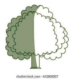 Beautiful tree isolated