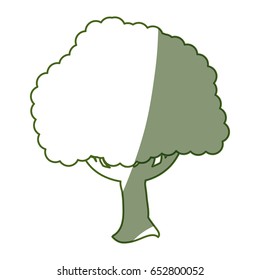 Beautiful tree isolated