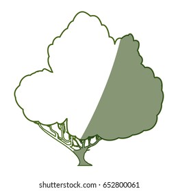 Beautiful tree isolated