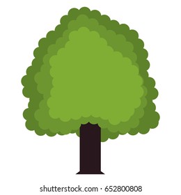 Beautiful tree isolated